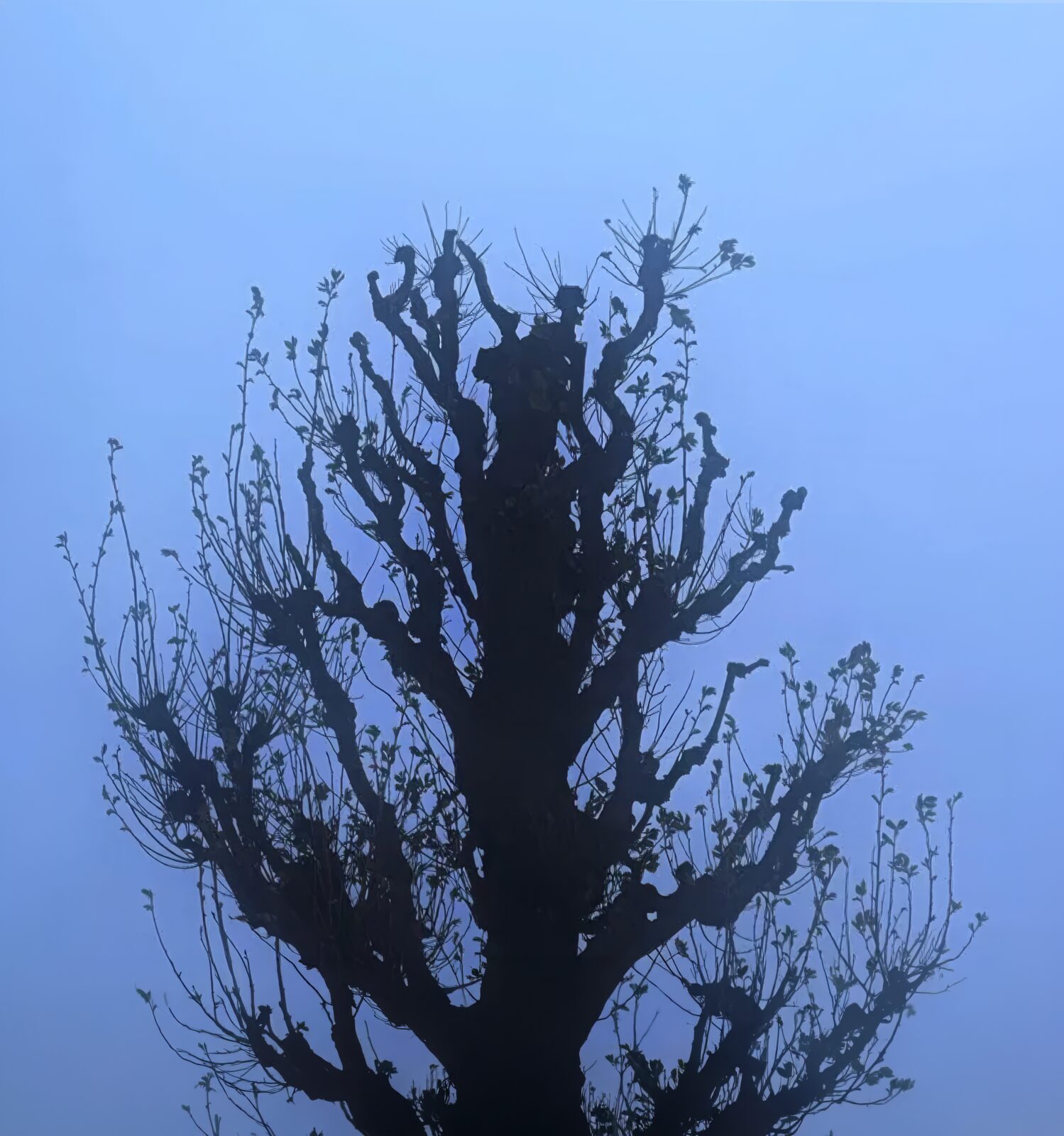 Silhouette of a pollarded tree against a blue-grey sky